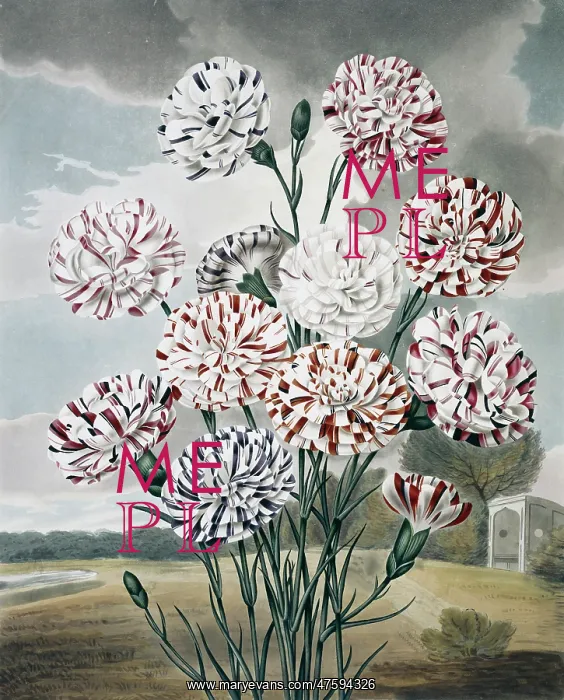 : Beauties of Flora : Beauties of Flora