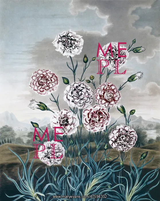 : Beauties of Flora : Beauties of Flora