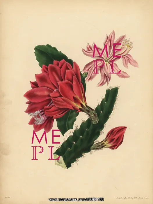 : The beautiful Cactus, Horror : The beautiful Cactus, Horror