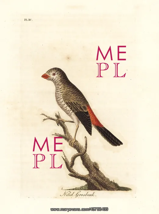 : Beautiful firetail, Stagonopleura bella : Beautiful firetail, Stagonopleura bella