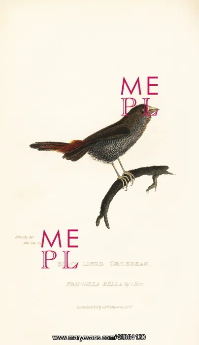 : Beautiful firetail, Stagonopleura bella : Beautiful firetail, Stagonopleura bella
