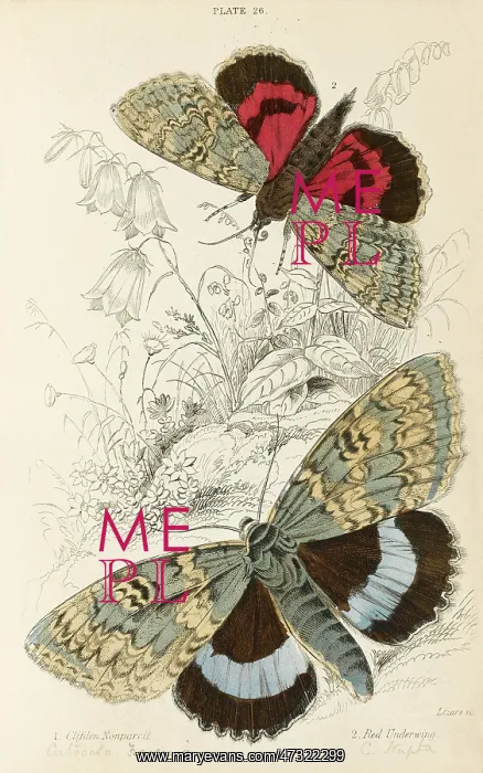  : TWO BEAUTIFUL MOTHS