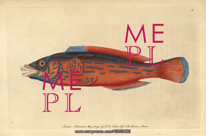  : Beautiful or red sparus, striped or cuckoo
