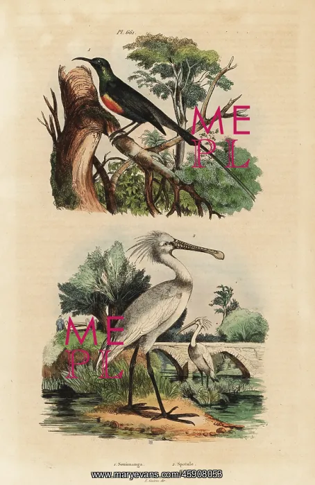: Beautiful sunbird and common spoonbill : Beautiful sunbird and common spoonbill