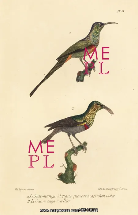 : Beautiful sunbird and southern double-collared sunbird : Beautiful sunbird and southern double-collared sunbird
