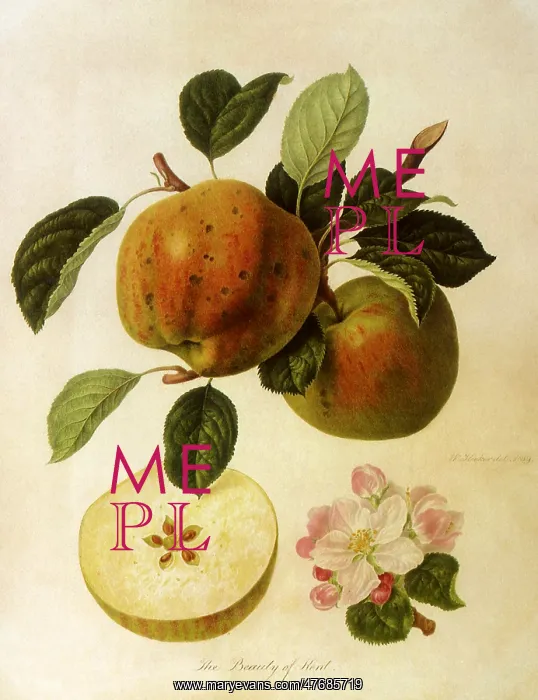 : Beauty of Kent Apples : Beauty of Kent Apples