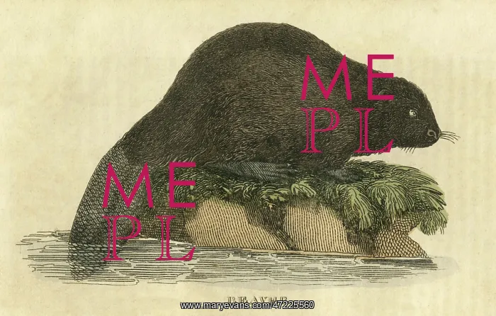 : BEAVER (1814) : BEAVER (1814)