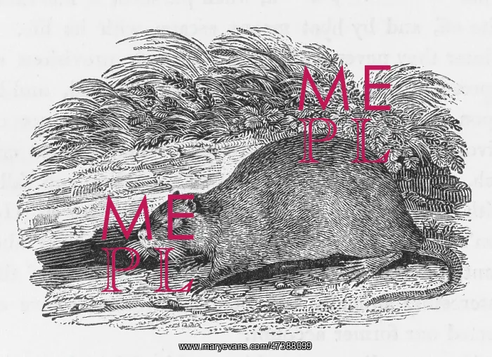 : BEAVER (BEWICK) : BEAVER (BEWICK)