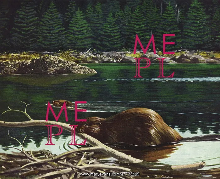  : Beaver builds Dam