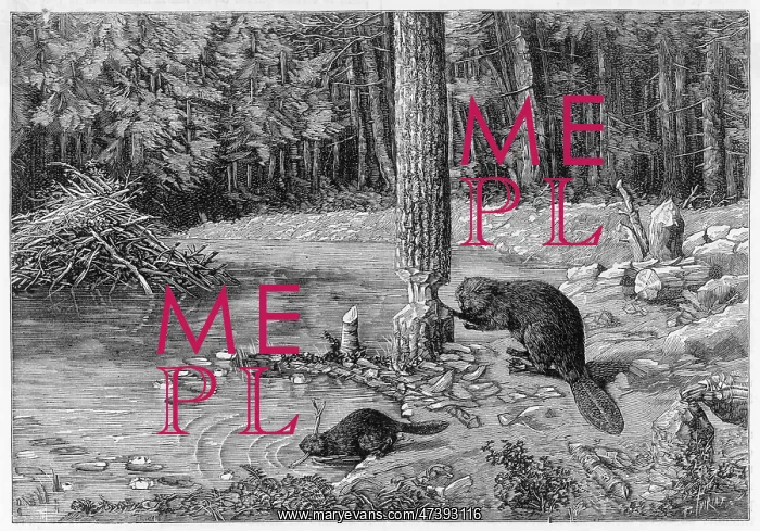 : BEAVER FELLING TREE : BEAVER FELLING TREE