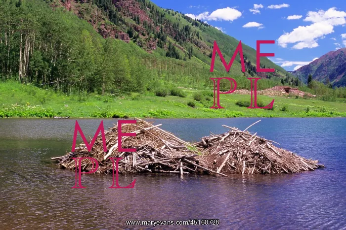 : Beaver Lodges in Lake Aspen : Beaver Lodges in Lake Aspen