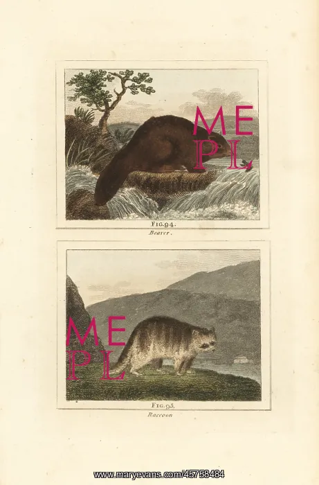 : Beaver and raccoon : Beaver and raccoon