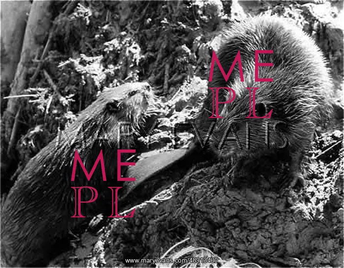  : BEAVER SPAT