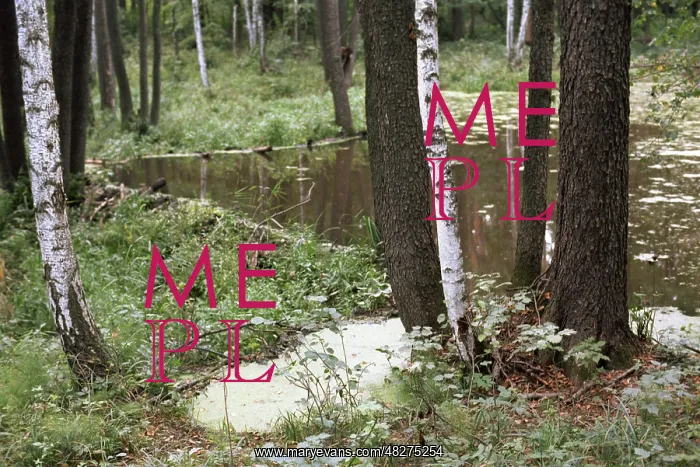 : Beaver weir, 1985 : Beaver weir, 1985