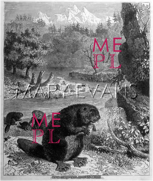 : BEAVERS. A colony of beavers feeding and building lodges and dams : BEAVERS. A colony of beavers feeding and building lodges and dams