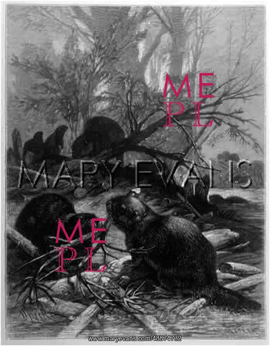  : BEAVERS (KELLENBACH)