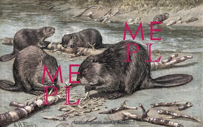 : BEAVERS AT WORK : BEAVERS AT WORK