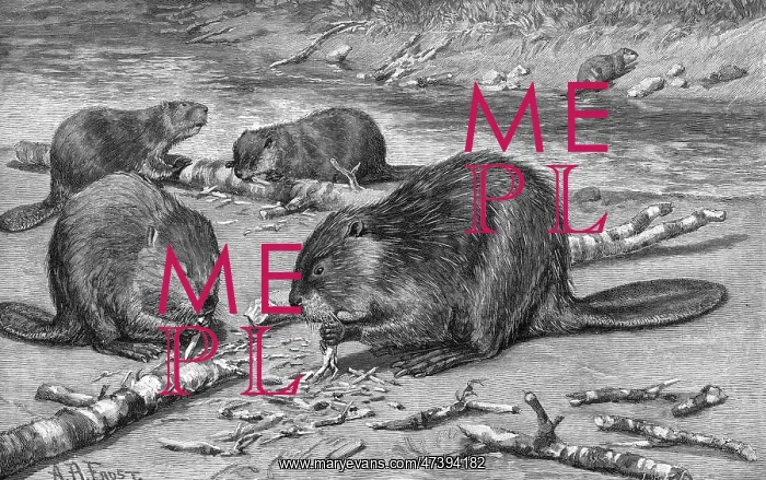  : BEAVERS AT WORK