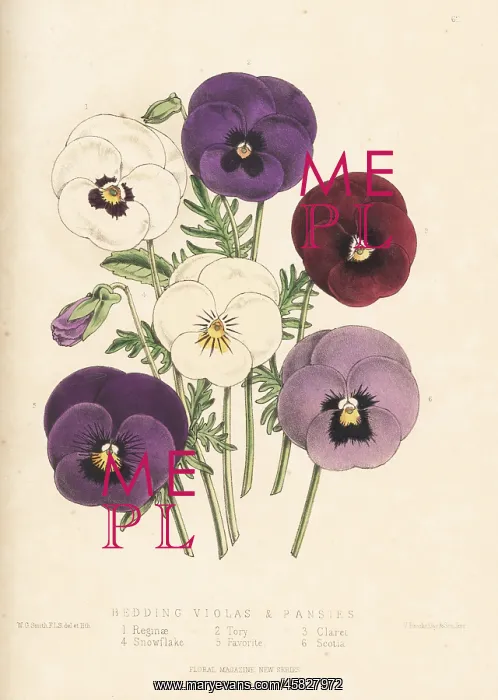 : Bedding violas and pansies : Bedding violas and pansies