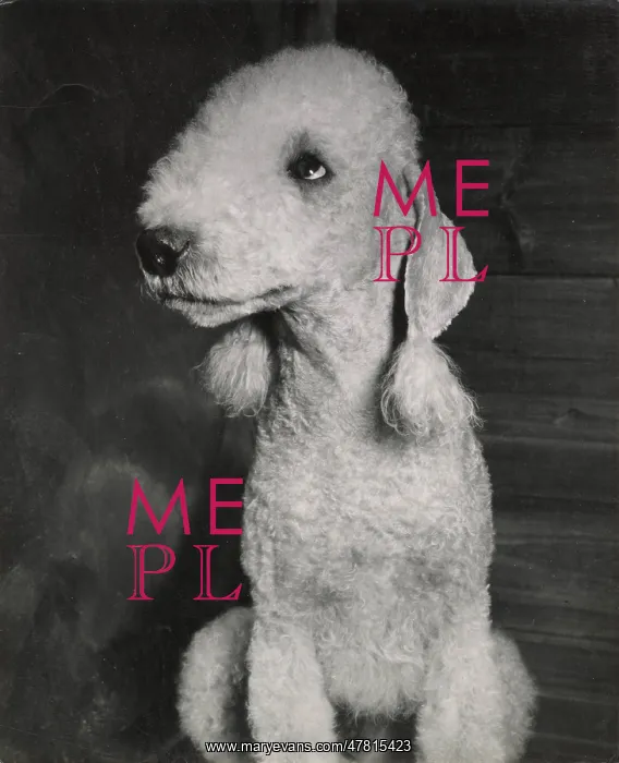  : Bedlington terrier puppy