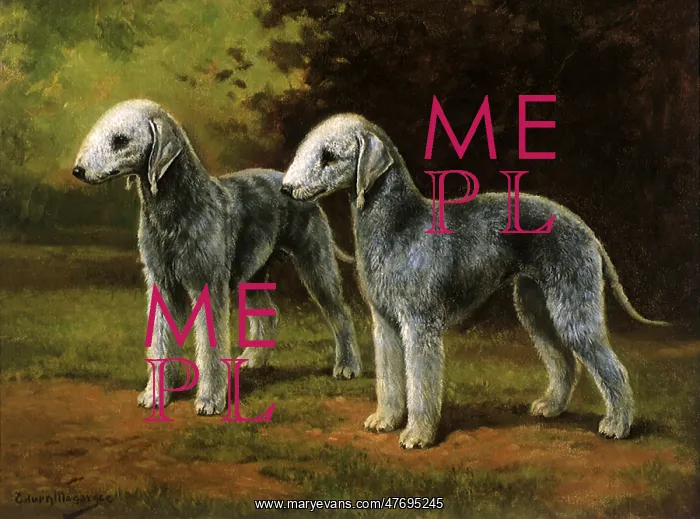 : Bedlington Terriers : Bedlington Terriers