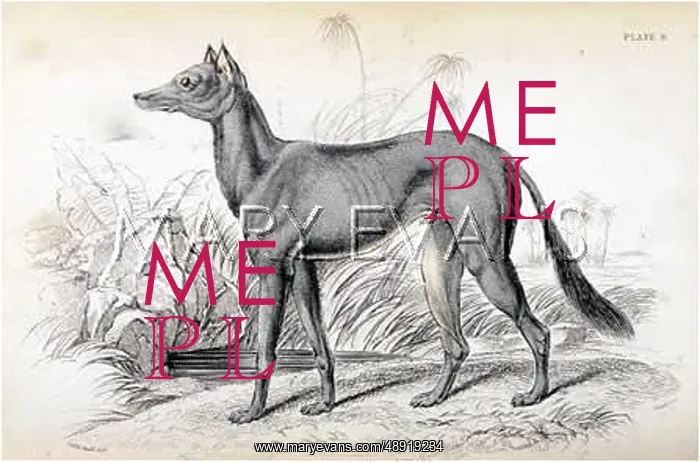 : BEDOUIN GREYHOUND : BEDOUIN GREYHOUND