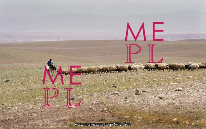 : A Bedouin shepherd on a donkey leads his flock, Syria : A Bedouin shepherd on a donkey leads his flock, Syria