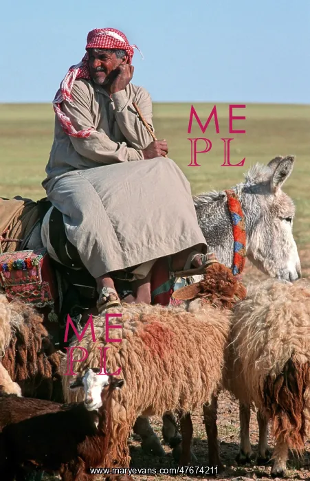 : A Bedouin shepherd in Syria sitting sideways on donkey : A Bedouin shepherd in Syria sitting sideways on donkey