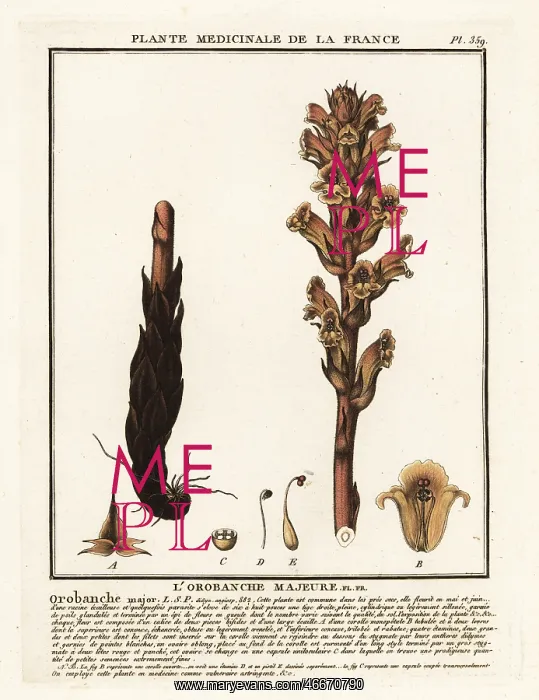: Bedstraw broomrape; Orobanche caryophyllacea : Bedstraw broomrape; Orobanche caryophyllacea
