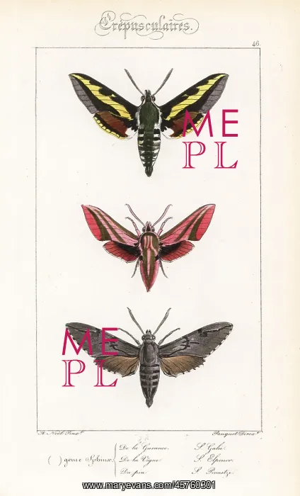 : Bedstraw, elephant and pine hawkmoths : Bedstraw, elephant and pine hawkmoths