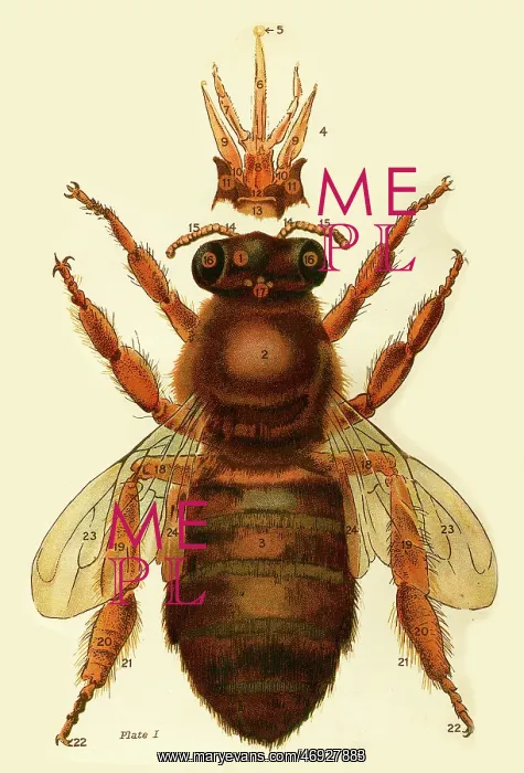  : Bee. A bee