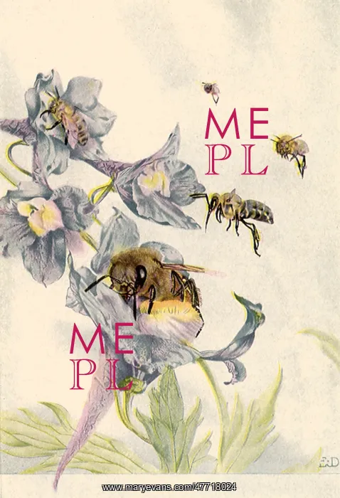 : Bee Collecting Nectar : Bee Collecting Nectar
