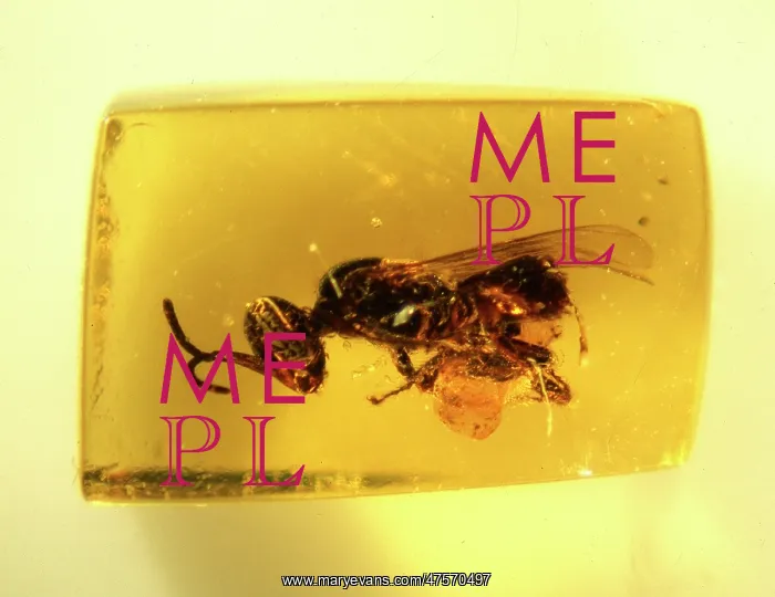 : Bee in Dominican amber : Bee in Dominican amber