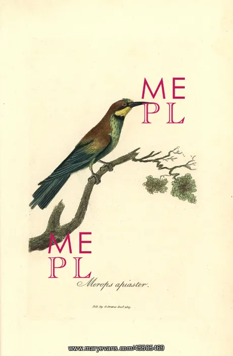 : Bee-eater, Merops apiaster : Bee-eater, Merops apiaster