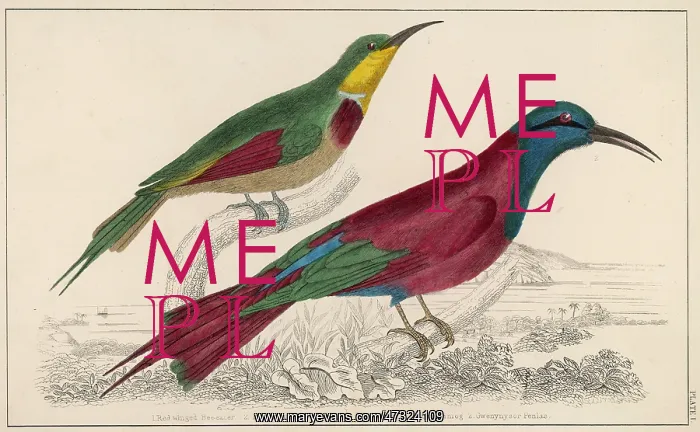 : TWO BEE-EATERS : TWO BEE-EATERS