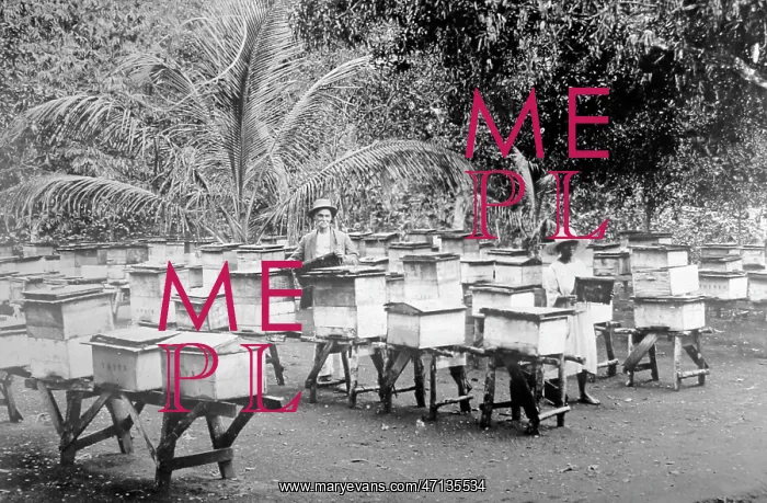  : Bee hives, Mandeville, Jamaica
