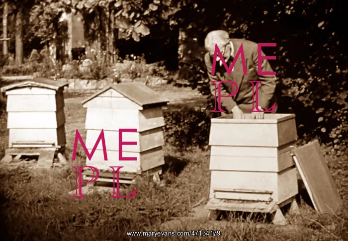  : A bee keeper, early 1900s