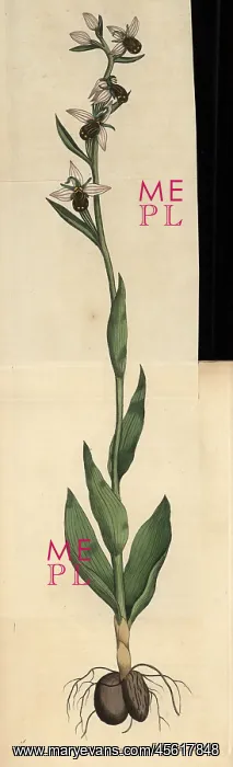 : Bee ophrys or bee orchis, Ophrys apifera : Bee ophrys or bee orchis, Ophrys apifera