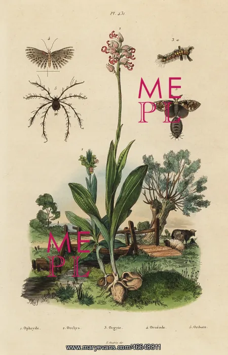 : Bee orchid, monkey orchid, moths and mite : Bee orchid, monkey orchid, moths and mite