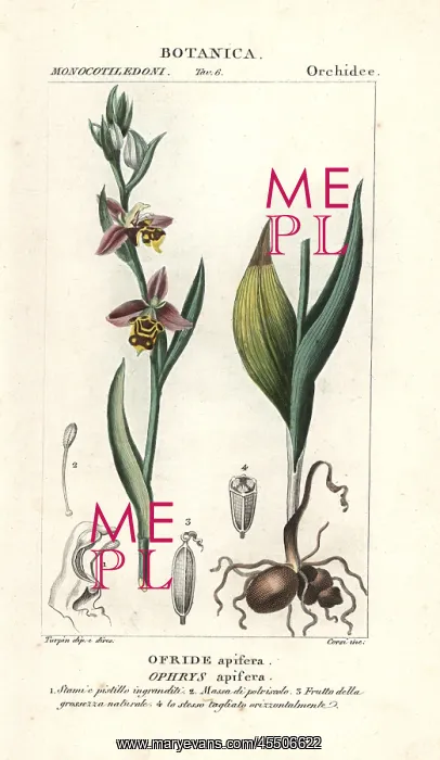 : Bee orchid, Ophrys apifera : Bee orchid, Ophrys apifera