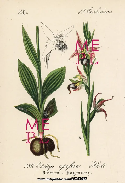 : Bee orchid, Ophrys apifera : Bee orchid, Ophrys apifera