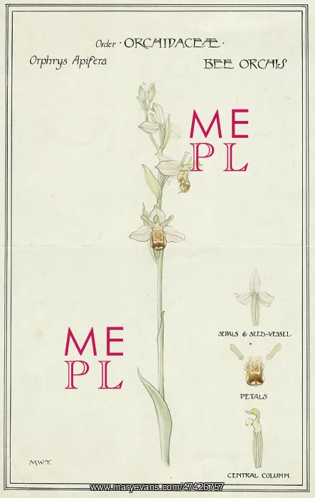  : Bee Orchis, order Orchidacae