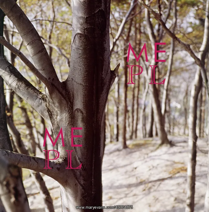 : Beech wood : Beech wood
