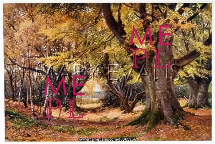  : BEECHES IN AUTUMN