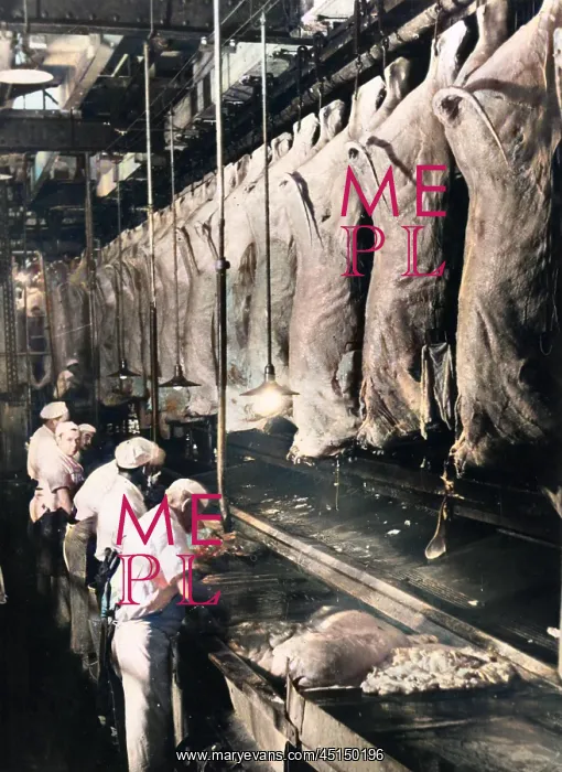 : BEEF CARCASEES : BEEF CARCASEES