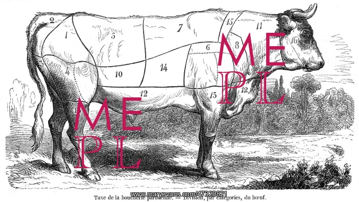  : Beef Cuts Diagram - Meat Butchery - 1855
