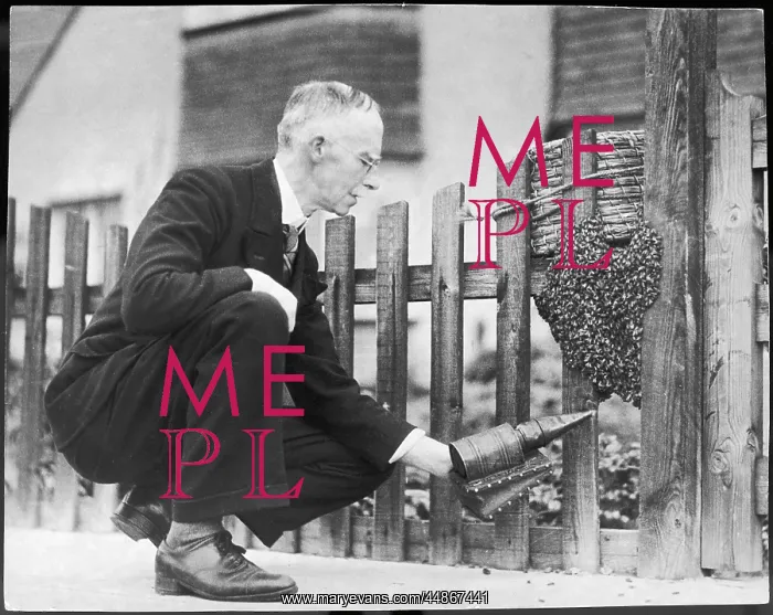 : BEEHIVE ON A GATEPOST : BEEHIVE ON A GATEPOST