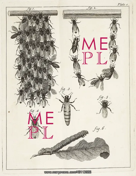  : Beehives, queen bees, and worker bees