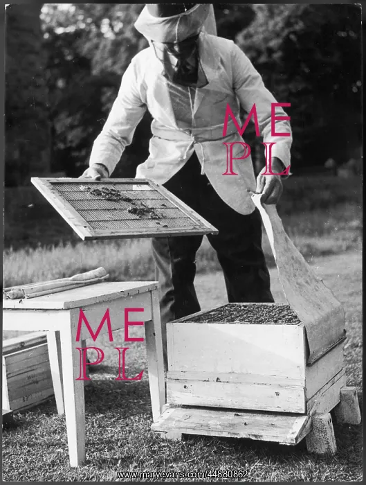: BEEKEEPING 1960S : BEEKEEPING 1960S