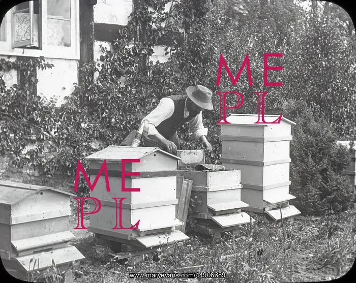 : Beekeeping Lantern Slide series : Beekeeping Lantern Slide series